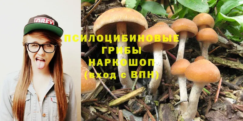 Псилоцибиновые грибы Cubensis  купить закладку  Гурьевск 